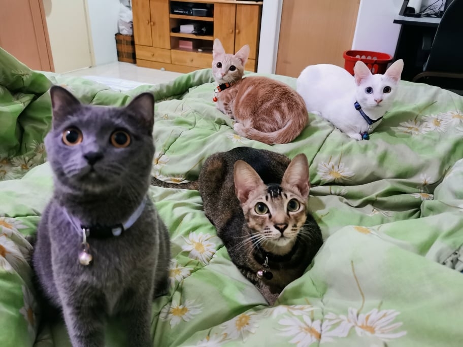飼主分享家中四隻貓的全家福