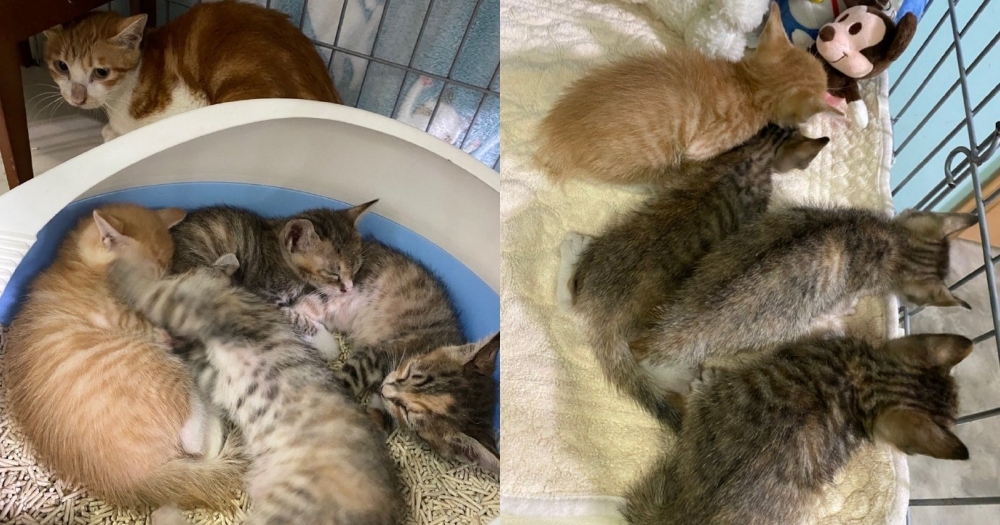 貓母子被網友帶回家安頓