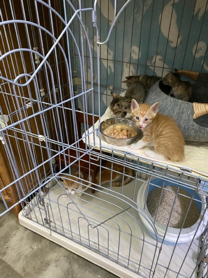 小貓咪被網友就回家