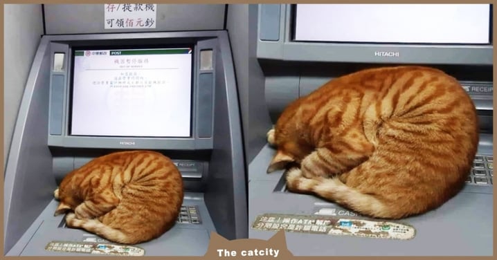 ATM「暫停服務」不給領，驚見「橘貓睡成一團」　網笑：人家維修太累了啦！
