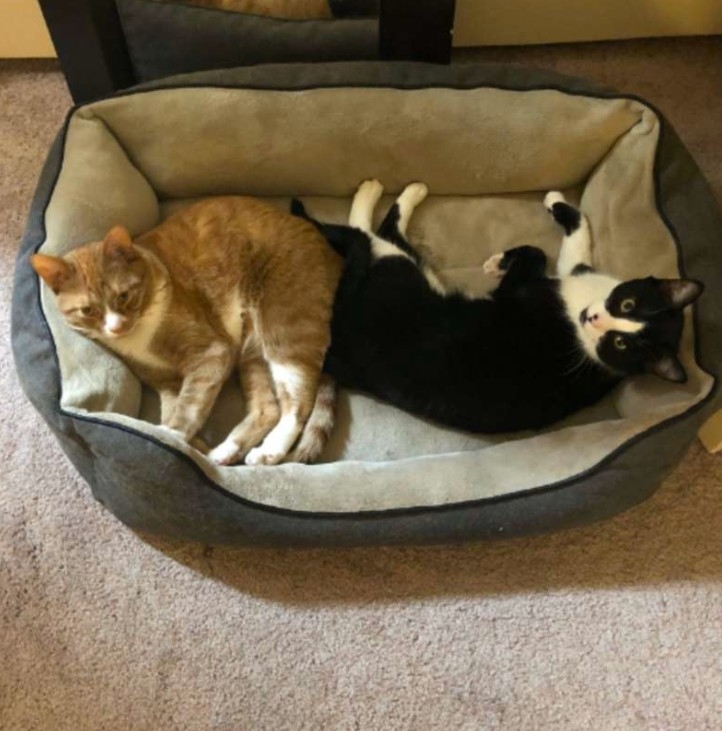 橘貓和黑白貓一起躺貓窩