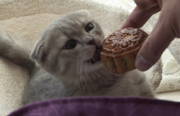 中秋節貓咪飲食禁忌:葡萄果核