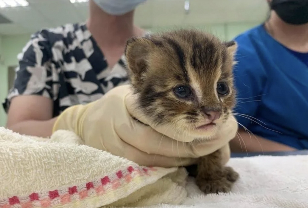 路人以為撿到小貓想收編,結果發現竟然是石虎