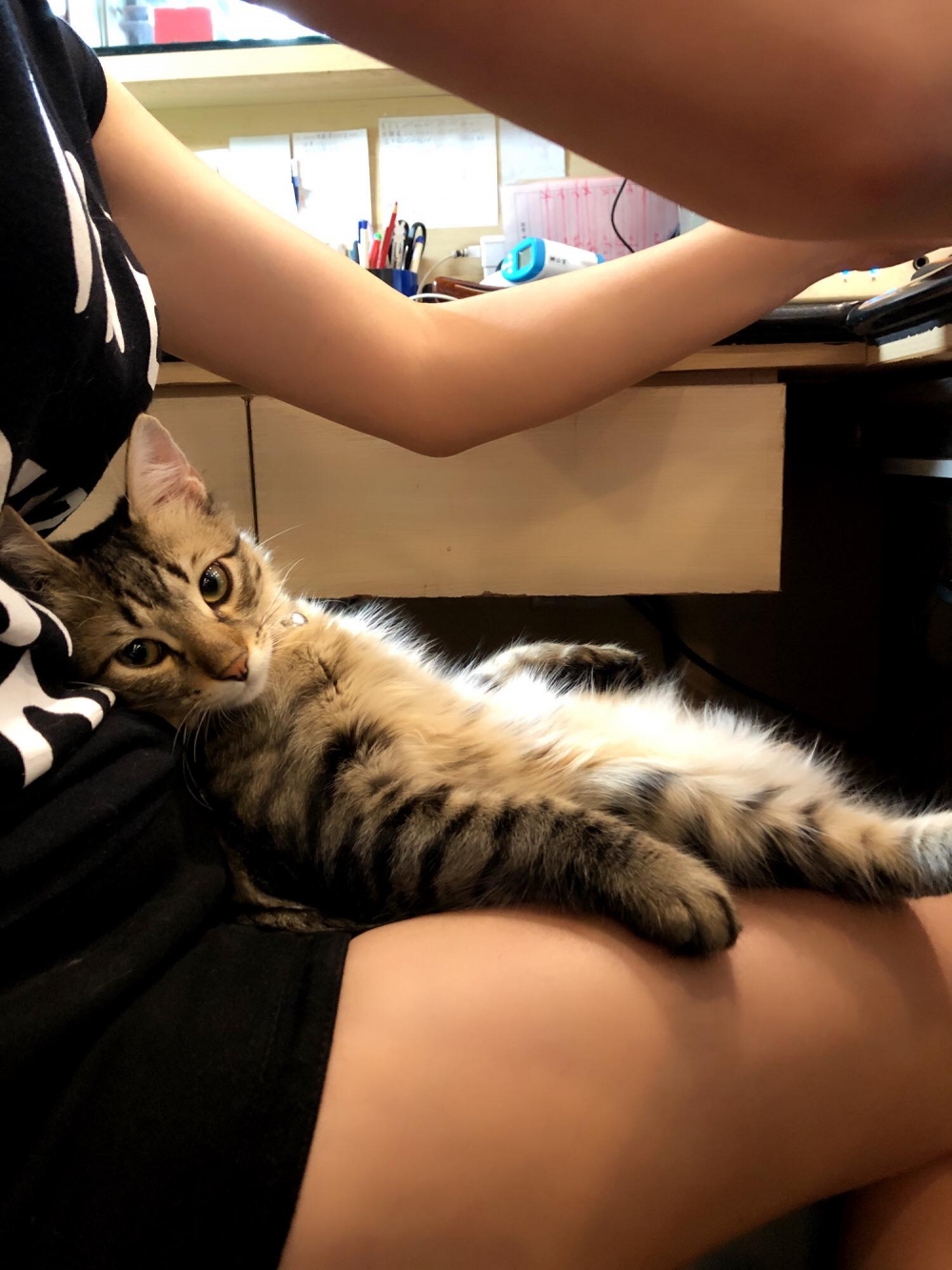 虎斑貓躺在小孩的身上