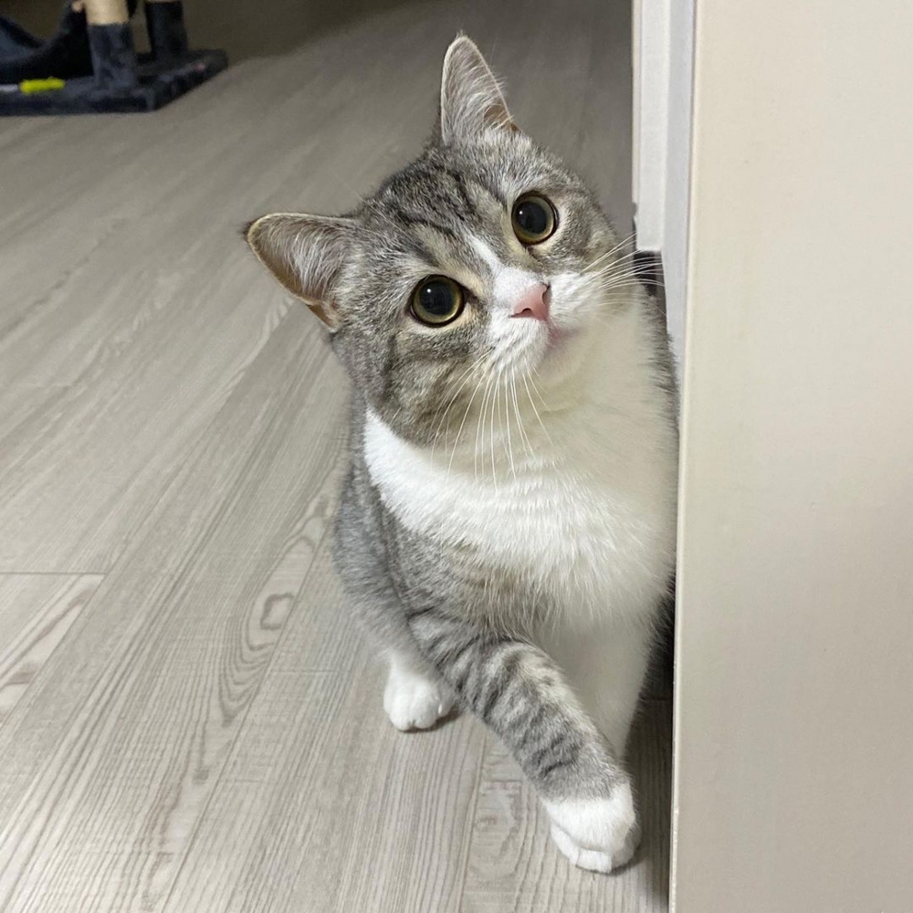 日本網紅貓麻糬丸