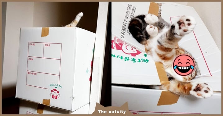 日本萌貓「身體卡紙箱」伸手求救，走近一看網笑翻：讓牠繼續睡！