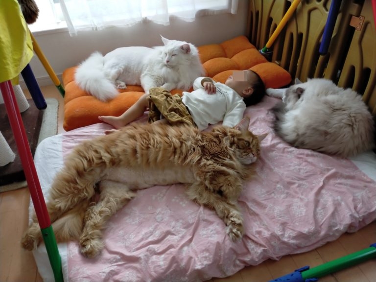 貓貓圍繞在嬰兒身邊
