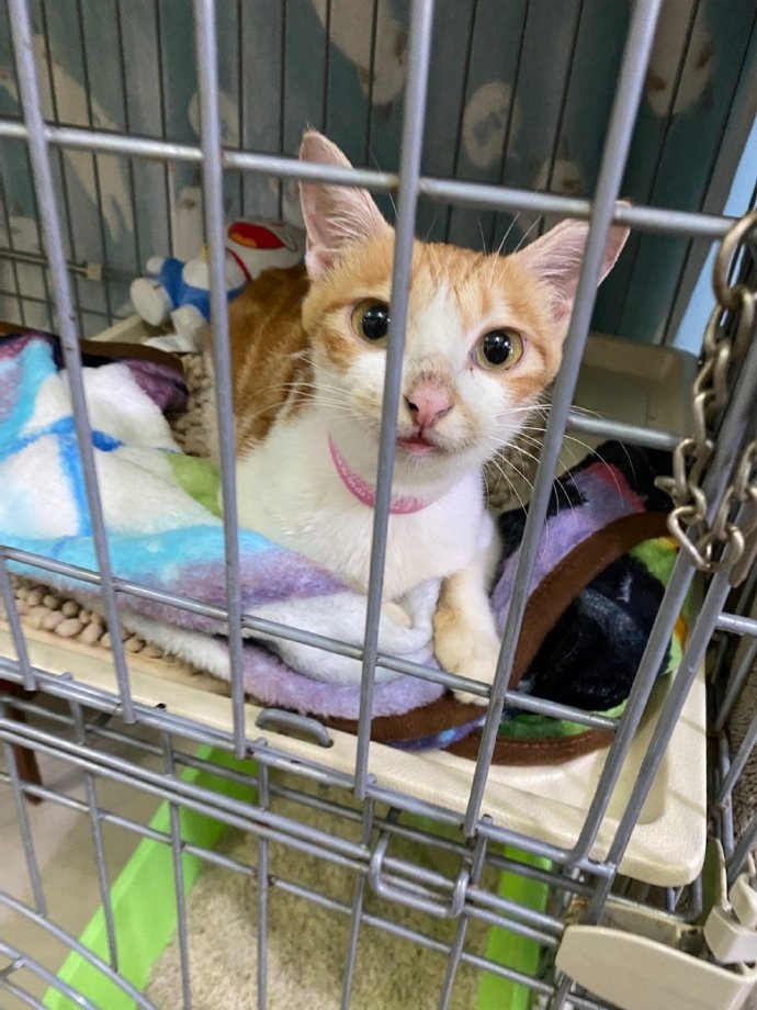 貓媽媽被遺棄後有點憂鬱