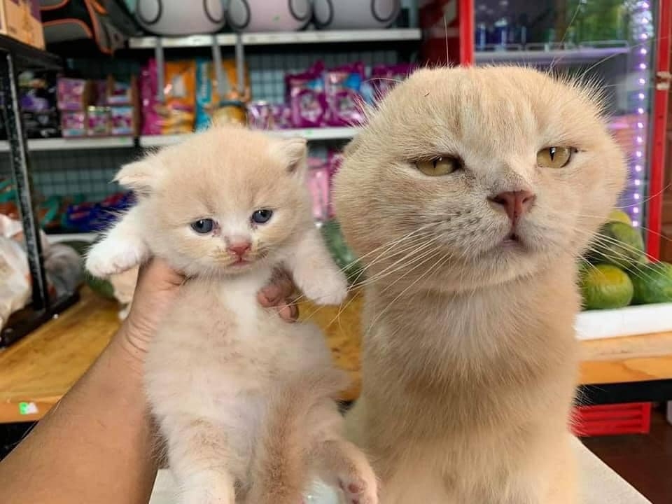 一臉厭世的貓爸爸和貓小孩