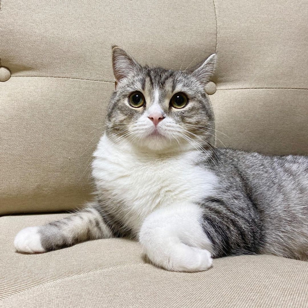 日本網紅貓麻糬丸youtube破6億點擊