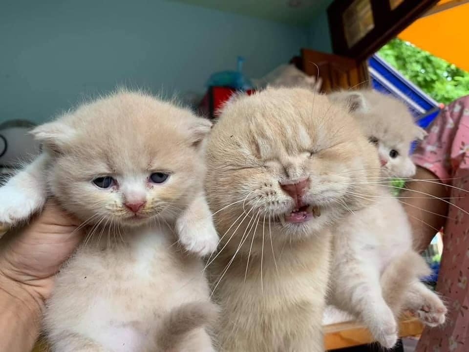 貓爸爸臉擠成一團，超厭世