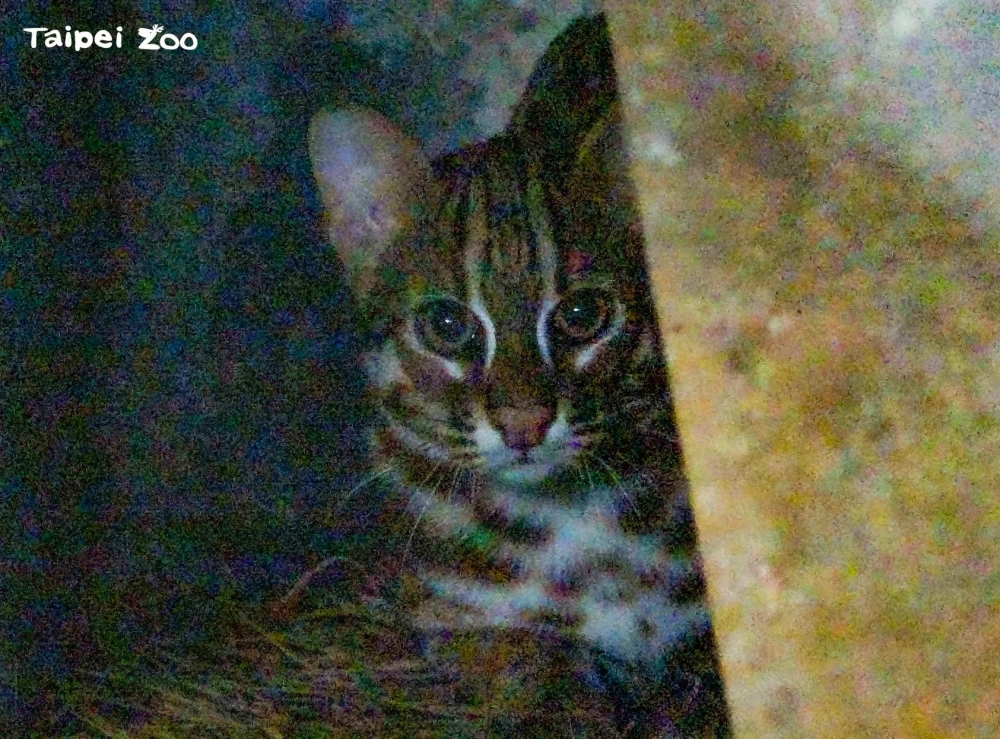 石虎三胞胎二哥入住台灣區