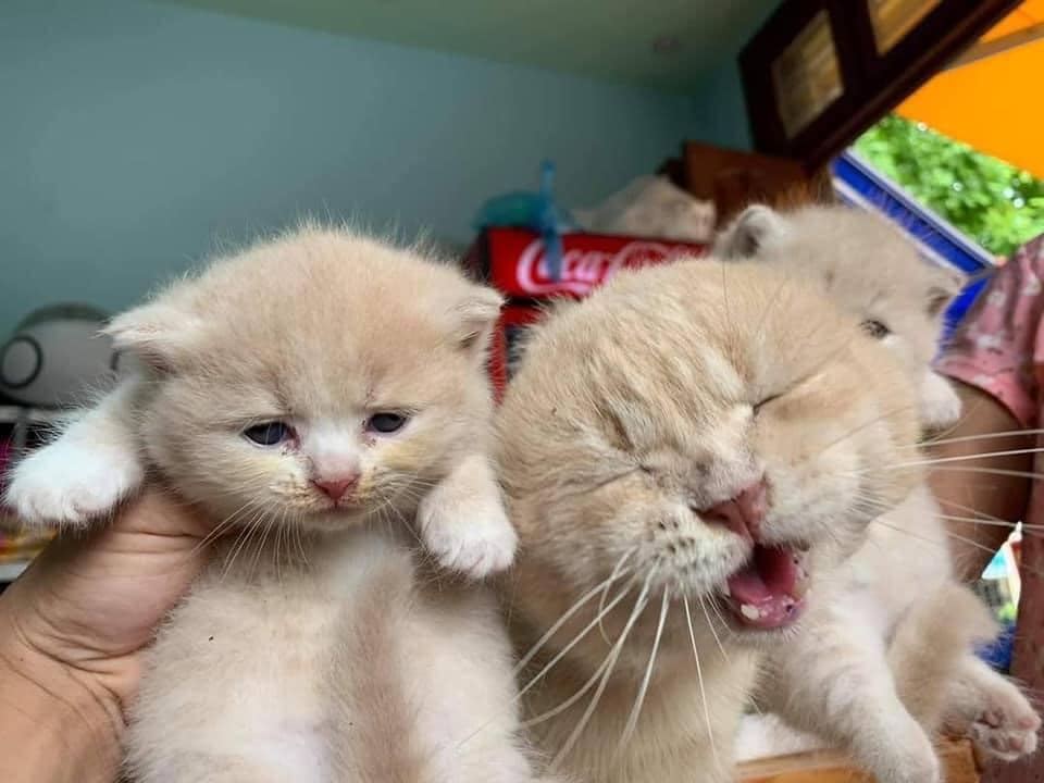 面對小孩，貓貓超崩潰