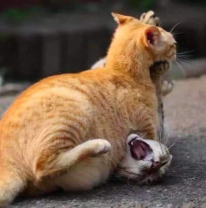 虎斑貓跟橘貓打架