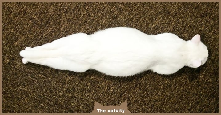 有強迫症的貓？白貓「睡成一直線」奇特睡姿引熱議　網驚：連尾巴都好直