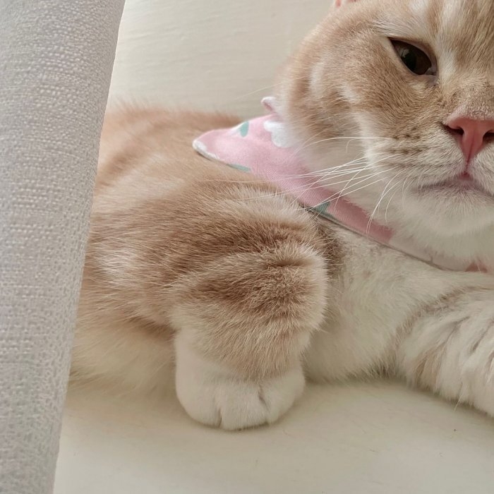 曼赤肯短腿貓折手手超可愛