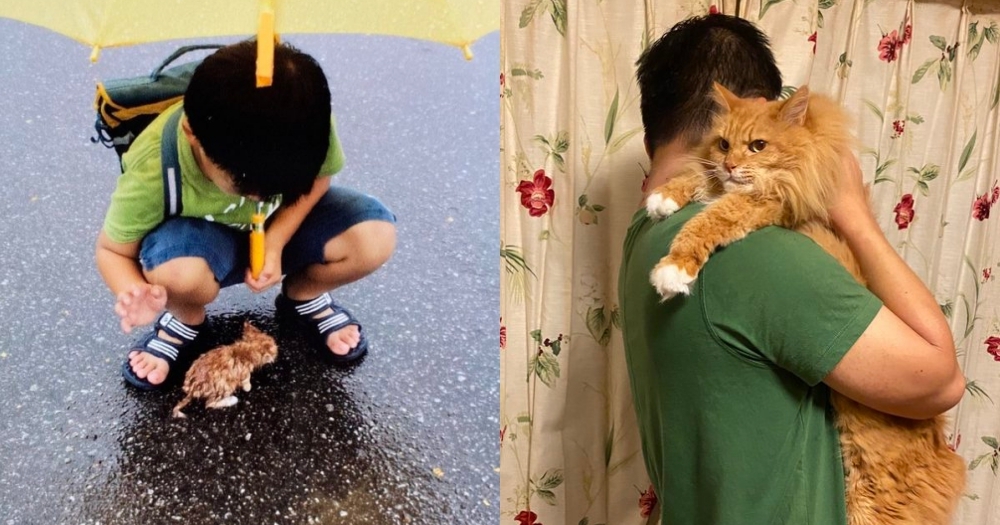 雨中撿到小貓變大橘貓