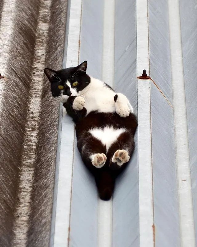 日本貓融成液體超可愛