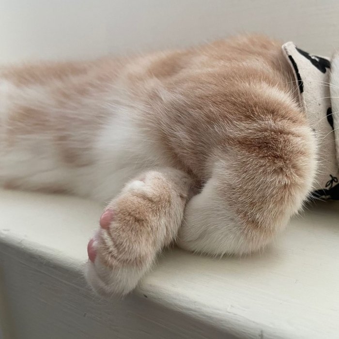 貓咪睡覺的折手姿勢