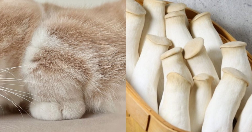 短腿貓折手就像杏鮑菇