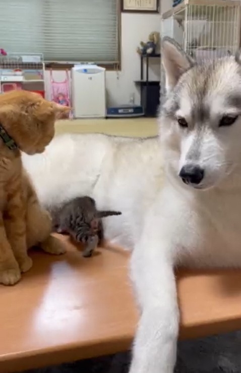 哈士奇和小貓們相處照片