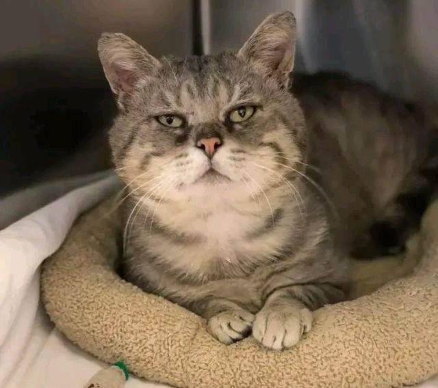 國外的親人大臉貓