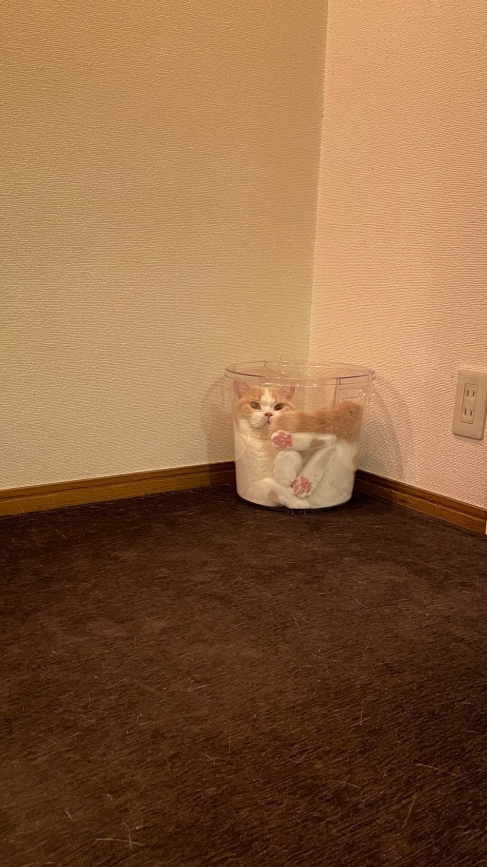 橘白貓坐在水桶中