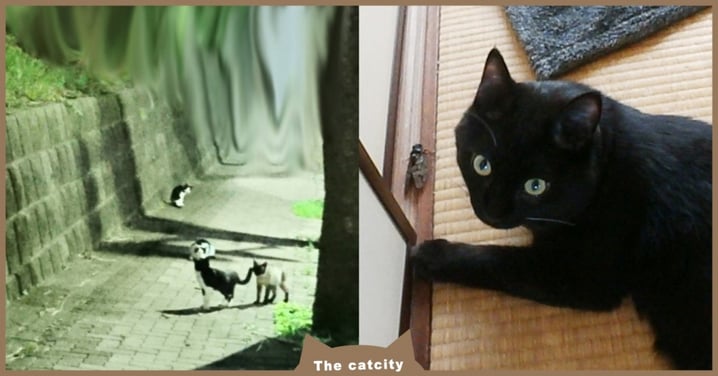 日本推主「愛貓走失」絕望急哭，向「浪貓求助」成功找回　奴才：傳說是真的！