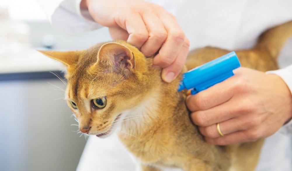 帶貓打晶片懶人包