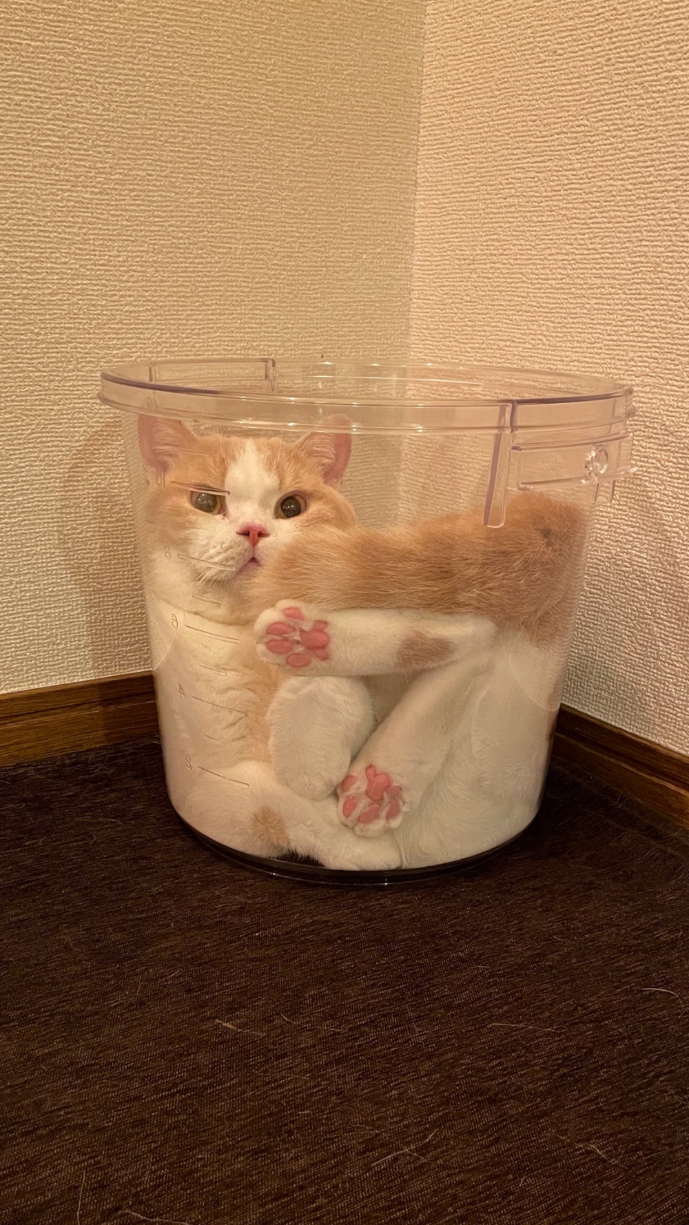 奶油貓坐在水桶中