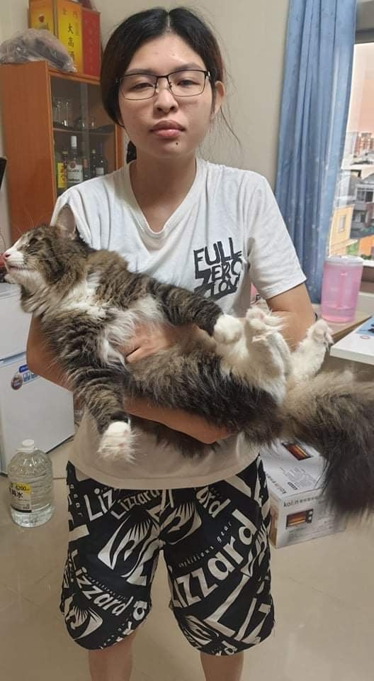 貝羅威森林貓廬到一夜沒睡的屋主