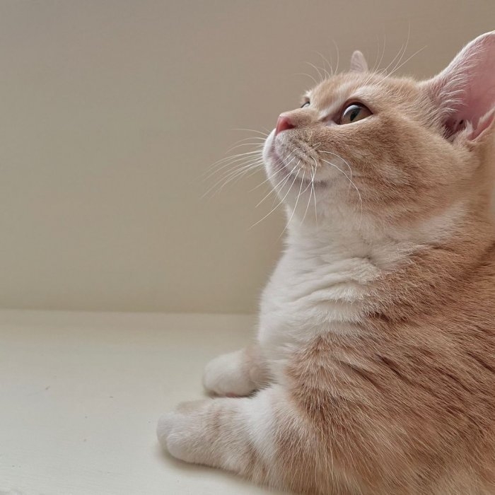 天生腿很短的曼赤肯橘貓