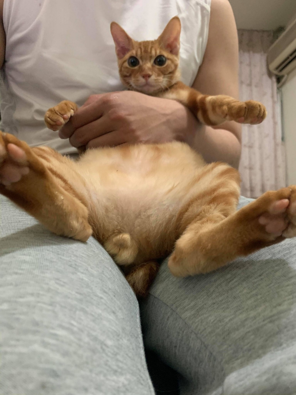被飼主抱著秀貓鈴噹的貓咪