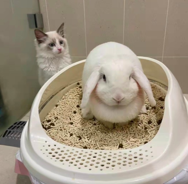 螢幕快照 2021-10-13 上午10.54.36