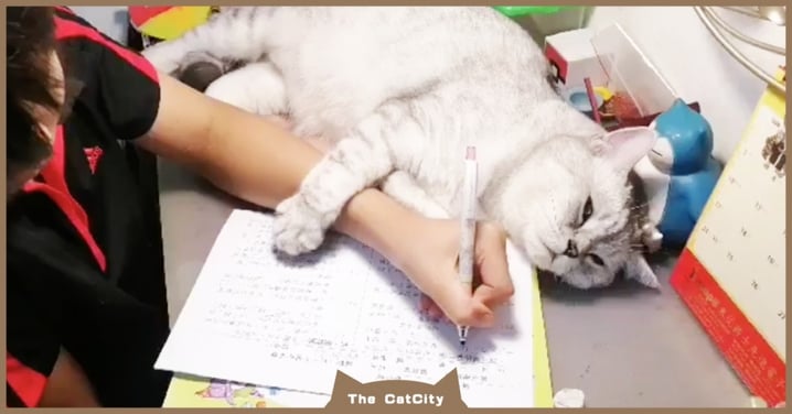 萌貓「橫躺書桌」妨礙！被「噴嚏嚇到」媽竟跟貓道歉，網笑：搞錯了吧