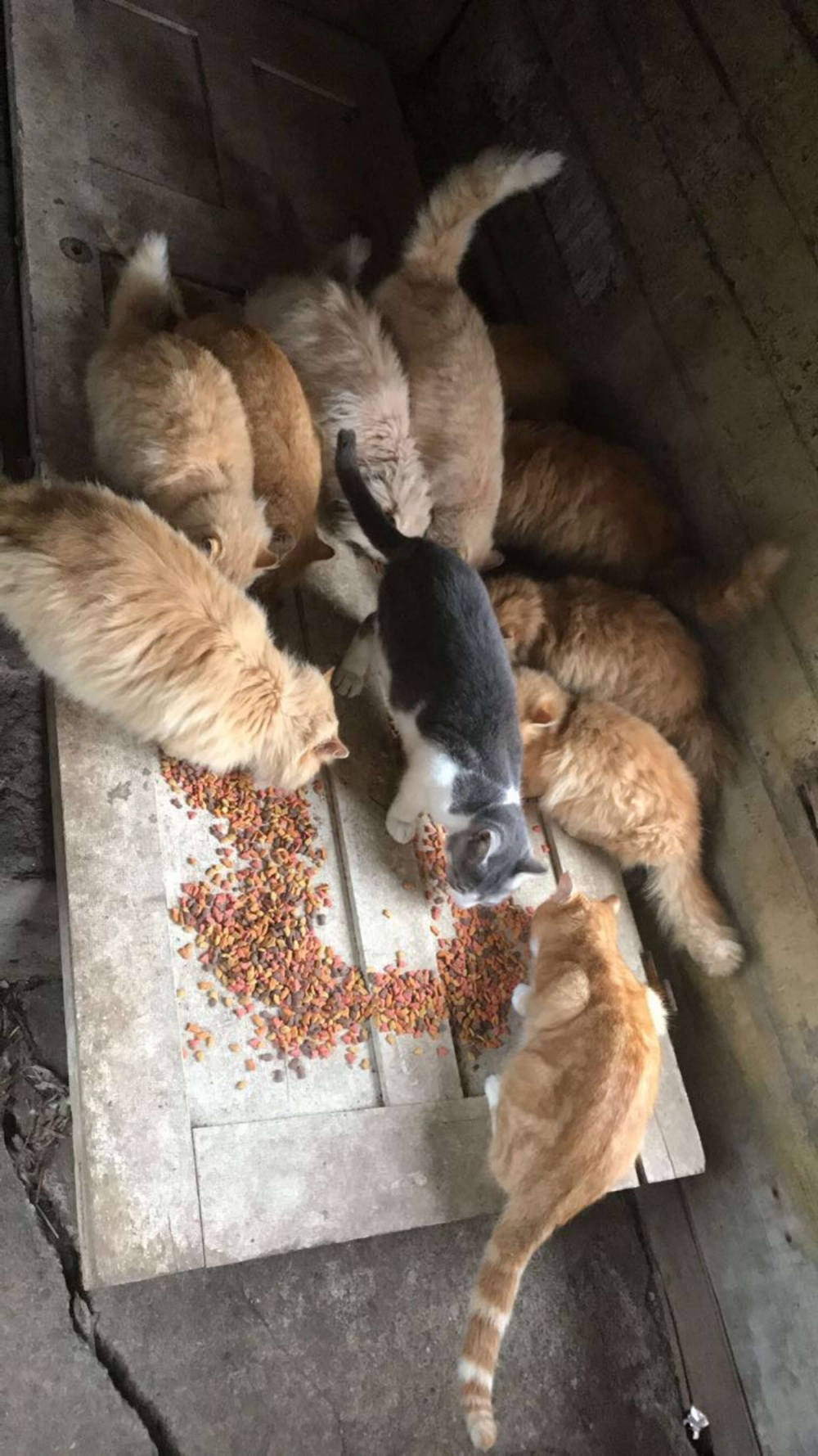 買農舍竟附送15隻貓咪