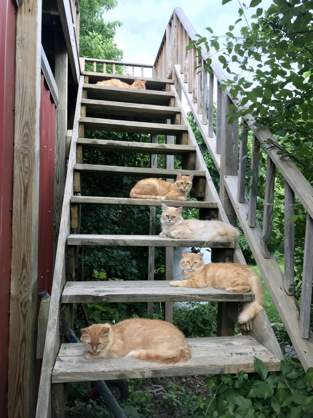 橘貓全堵在樓梯間,根本惡霸