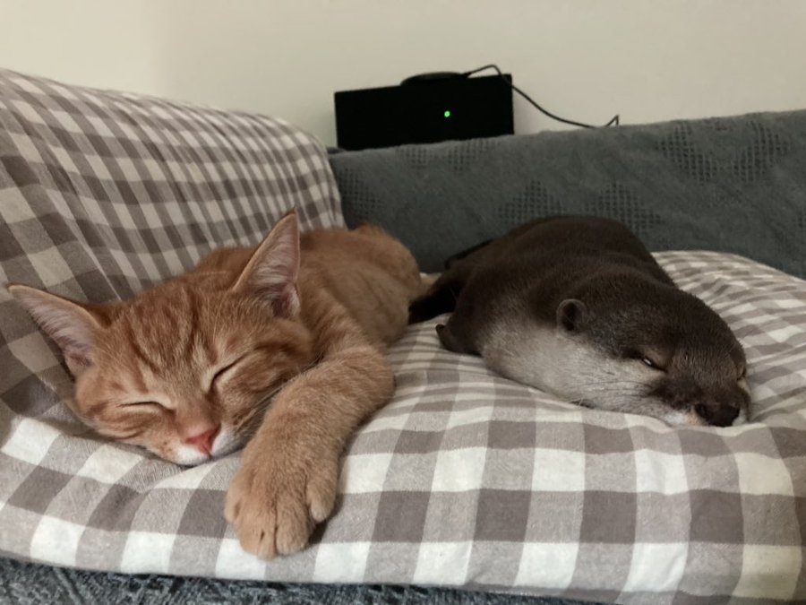 twitter@kawauso_sakura