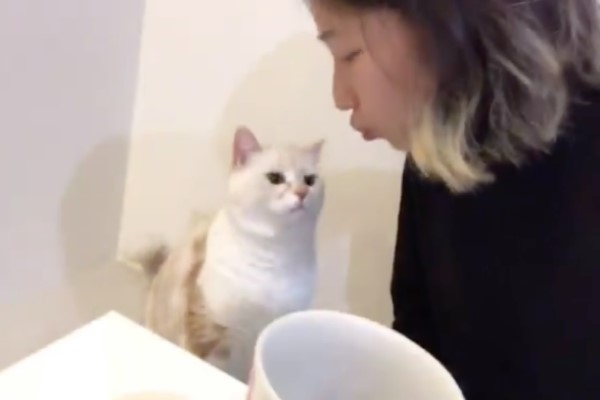 日本飼主討親,貓貓溫柔回應