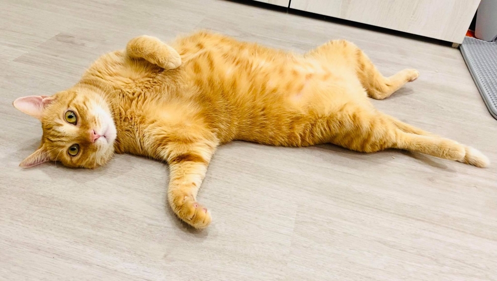 橘貓體重9公斤，喜歡躺在地上