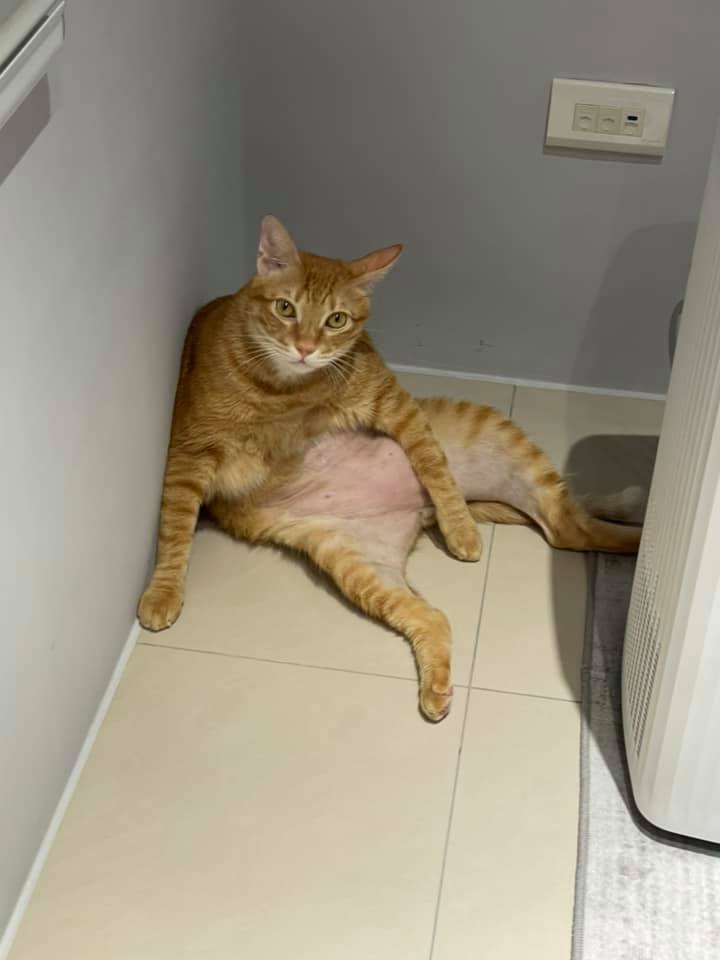 飼主Karen Sung授權使用