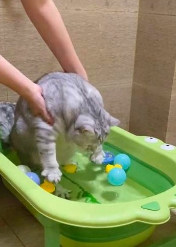 貓咪躺澡盆