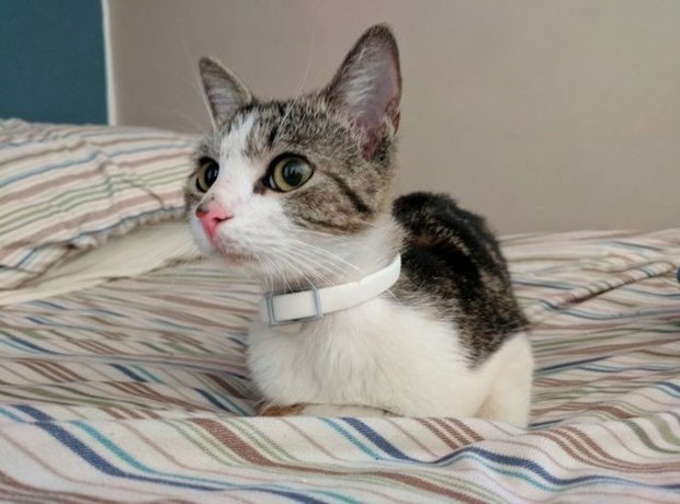 貓咪從此跟男子一起生活，成為正宮啦