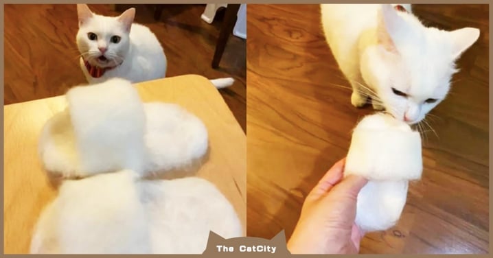 味道好熟啊！白貓「聞桌上的拖鞋」表情大變：怎能用朕的毛啊！
