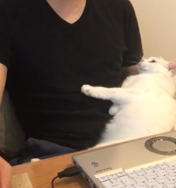 白貓直直躺下，非常信任主人的樣子