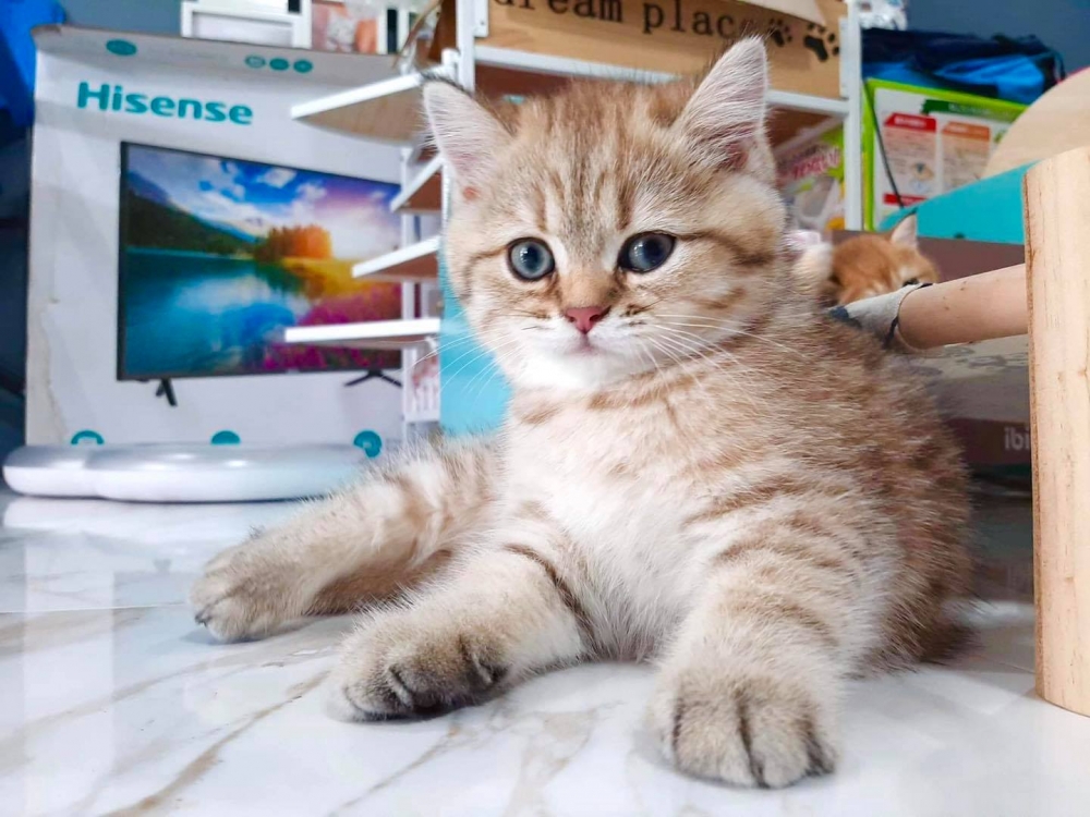 FB ต๊อด แมวขัดจรวด 