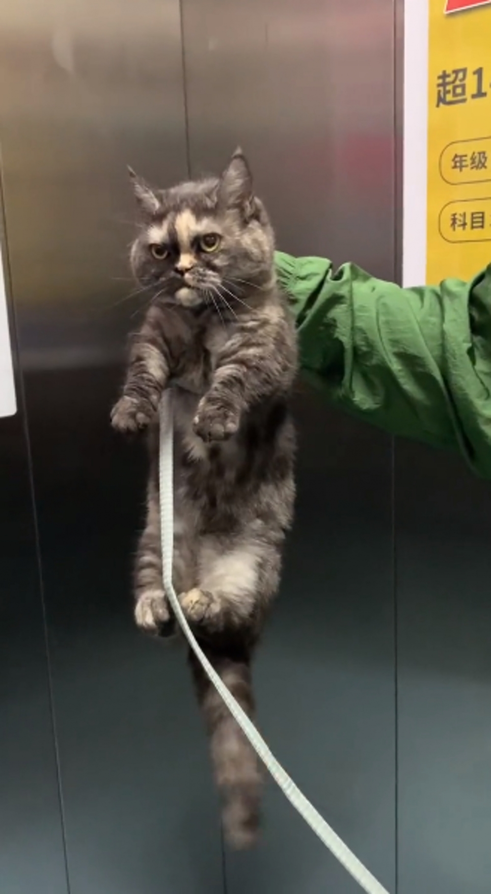 網友找到真貓，表情超厭世