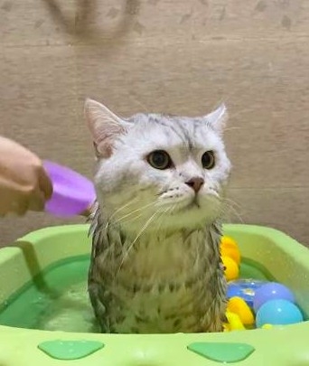 貓咪唑在澡盆等待洗澡