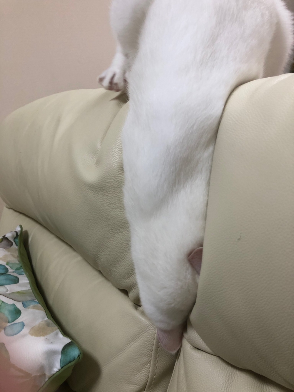 白貓躺在沙發上