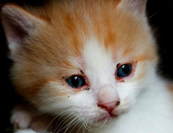 貓咪眼睛分泌物